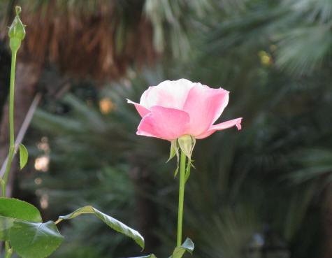 Lucca Botanical Garden (Orto Botanico)